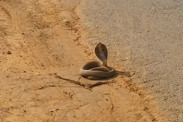 indian cobra sits beside main road