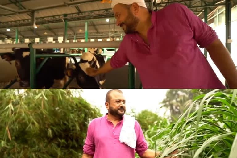 Jayaram's cattle farm  ആനകളും ചെണ്ടമേളവും മാത്രമല്ല, പശുക്കളും ജയറാമിന് പ്രിയപ്പെട്ടതാണ്  നടന്‍ ജയറാം  ജയറാം കന്നുകാലി വളര്‍ത്തല്‍  കാളിദാസ് ജയറാം  cattle farm  Jayaram  actor jayaram