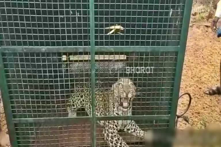 leopard  Capture  in mysore