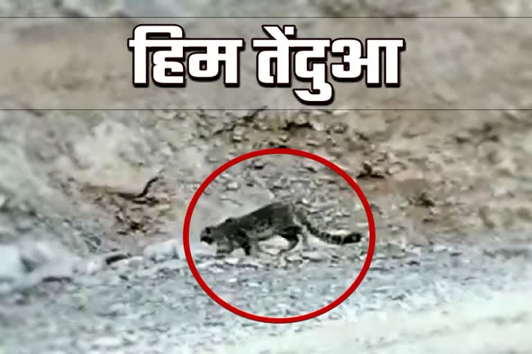 Chamoli Hindi News