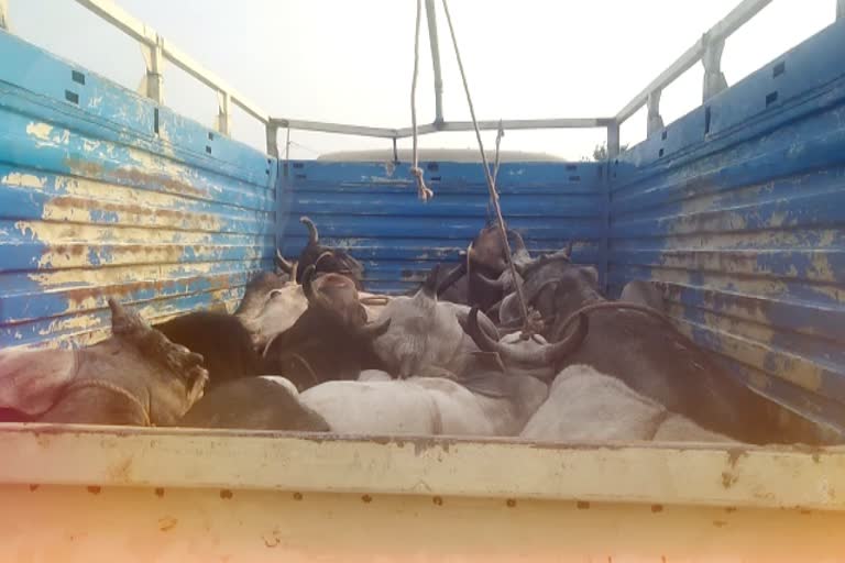 भरतपुर की खबर, राजस्थान हिंदी न्यूज, rajasthan hindi news, bharatpur Cattle smuggling case