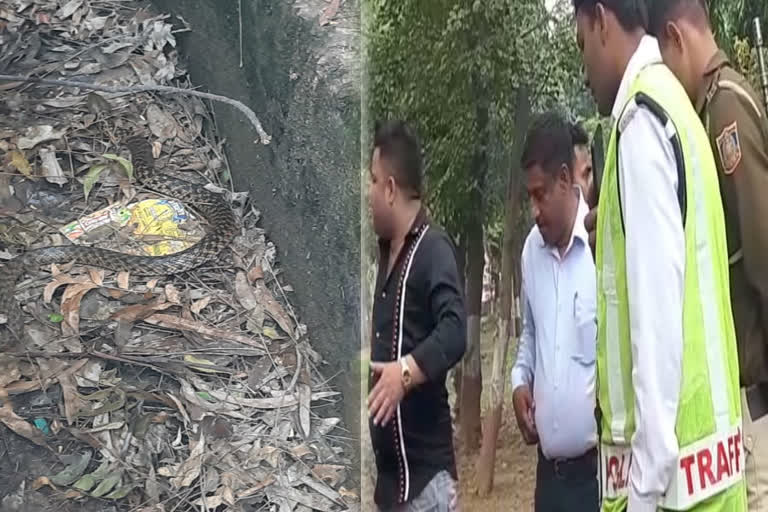 Video of snake sighting in Ghaziabad goes viral