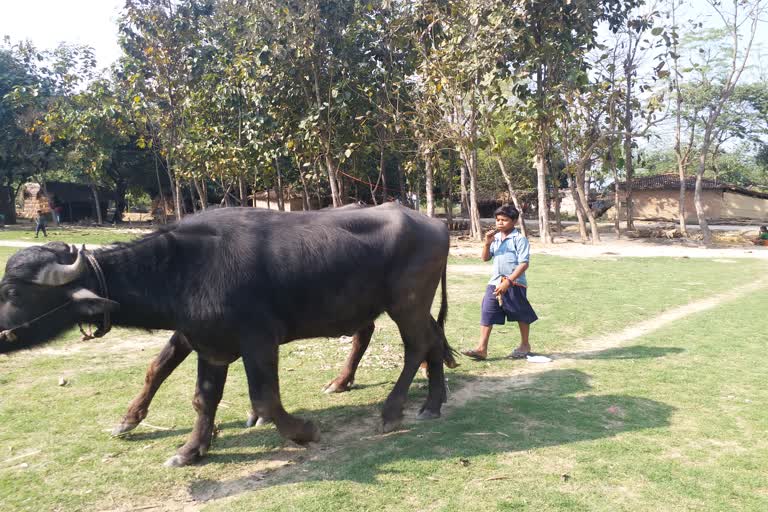 बच्चे चरा रहे मवेशी