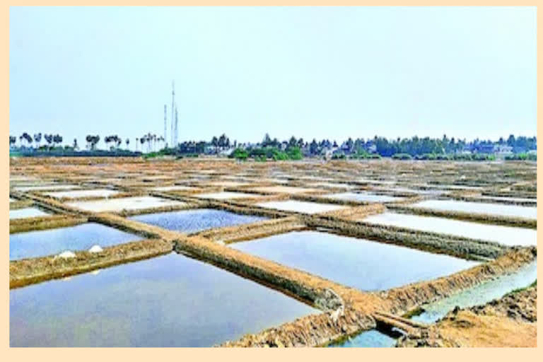 salt farmers  suffering for price in  west godavari