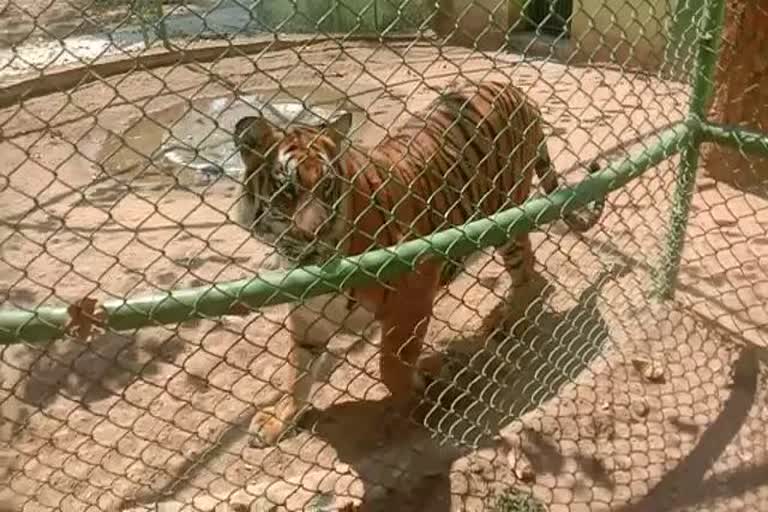 tiger killed a person in ranchi zoo