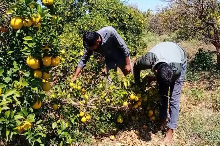 नाशिमध्ये वादळी वाऱ्यासह गारपीठ...