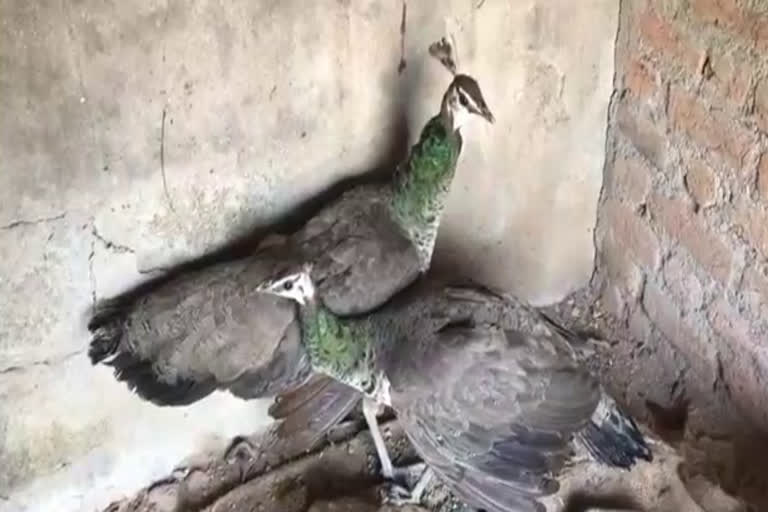 Peacock dying due to unknown disease in gwalior