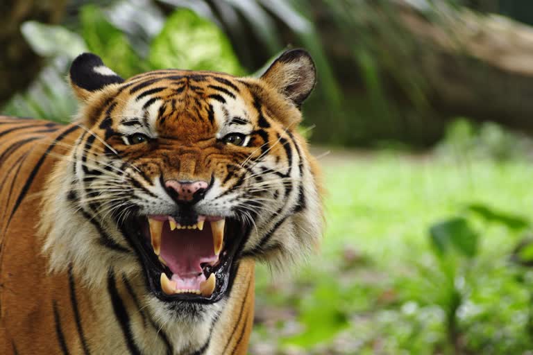 man-falls-in-tiger-cage-in-ranchi-zoo