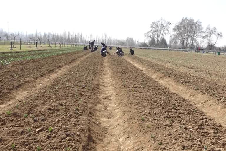 tulip garden srinagar