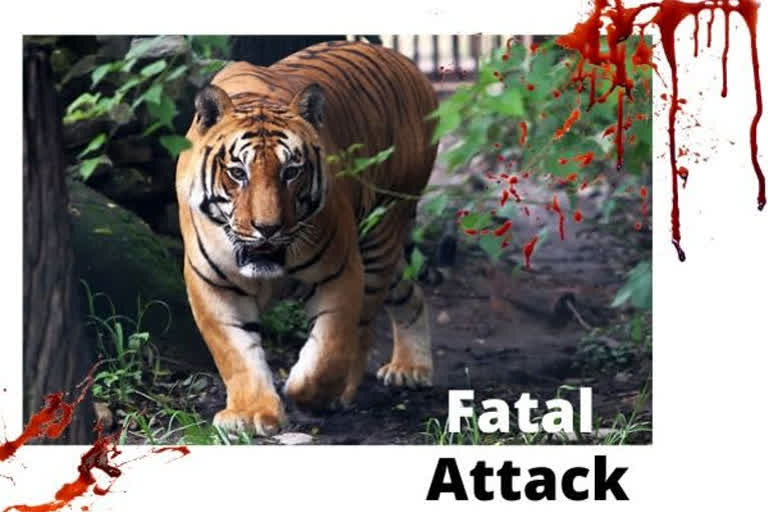 Tigress kills man who fell into its enclosure at Ranchi Zoo