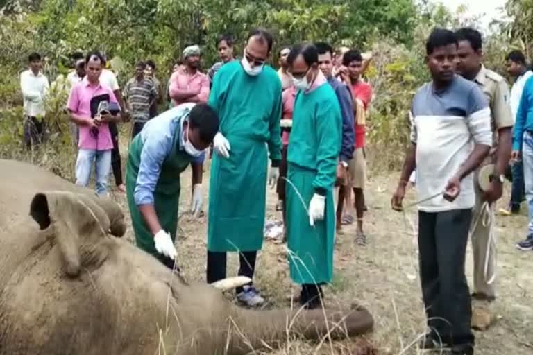 elephant-death-electric-shock-in-jujumura-forest-range-of-sambalpur