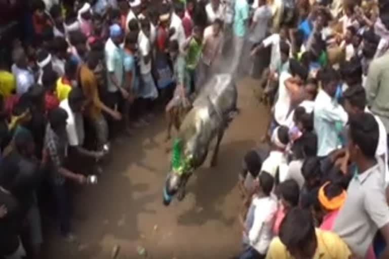 Vellore manchuvirattu bull race