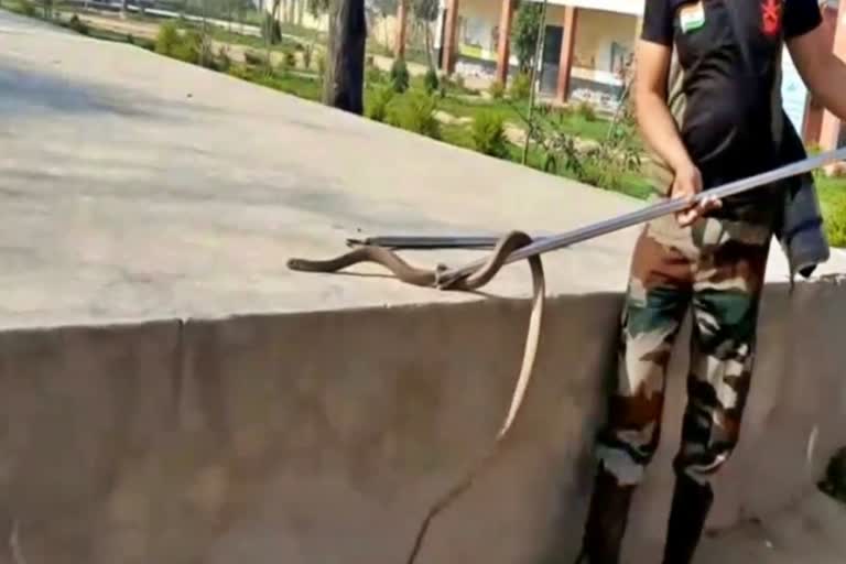 snake rescue in fatehabad