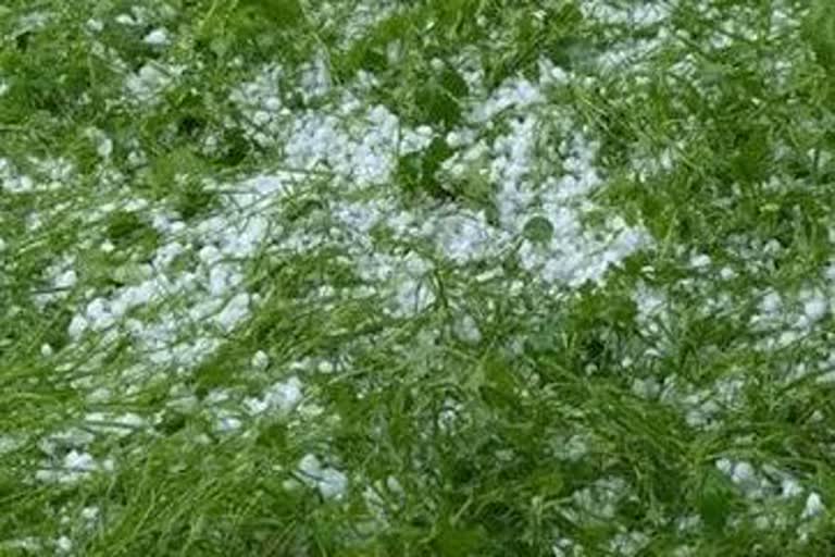 crop damaged hailstorm rohtak