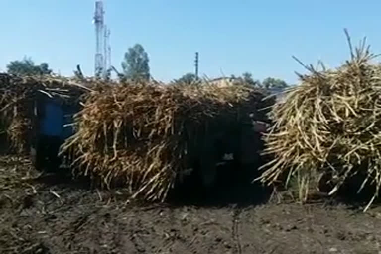 sugarcane farmers