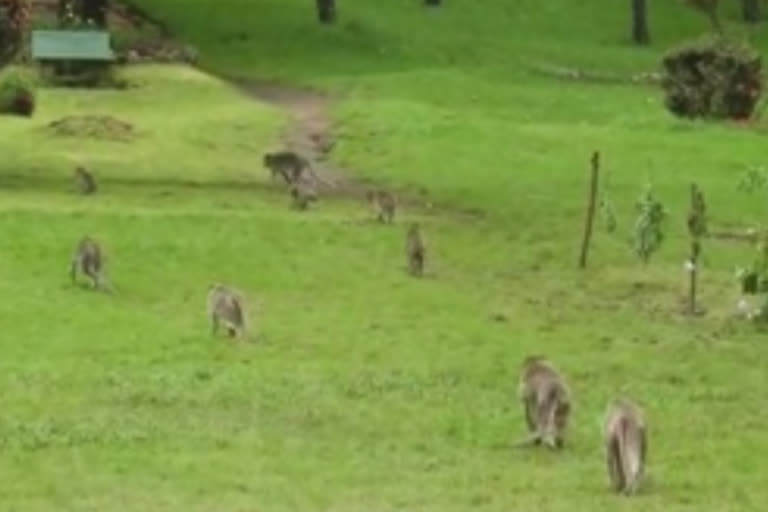 monkey creates trouble for tourists