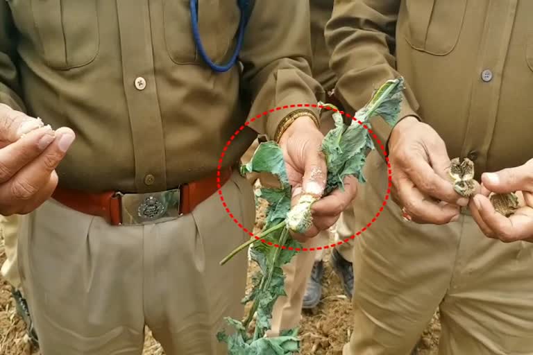 जयपुर में अफीम की खेती गिरफ्तार, अफीम की खेती के आरोपी गिरफ्तार, opium cultivation accused arrested, opium cultivation arrested in Jaipur