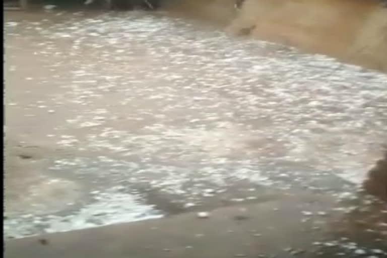 Hail fell with heavy rain in sheopur