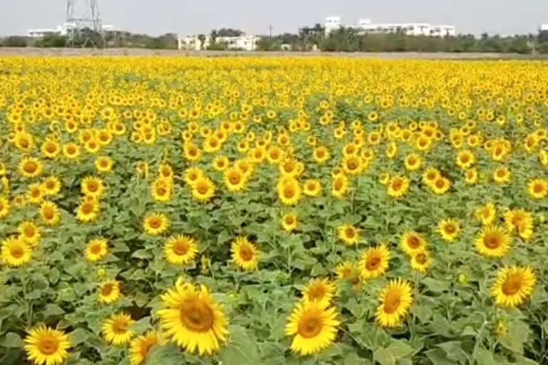 sunflower ready to sale