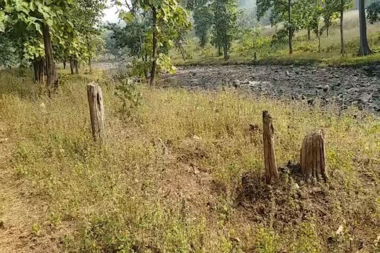 Forest area changing into plain grounds due to cutting of trees in burhanpur