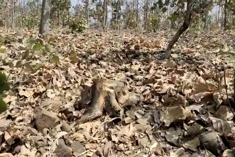 illegal harvesting of teak trees is not stopping