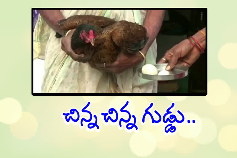 small  chicken egg in dc palli at nellore