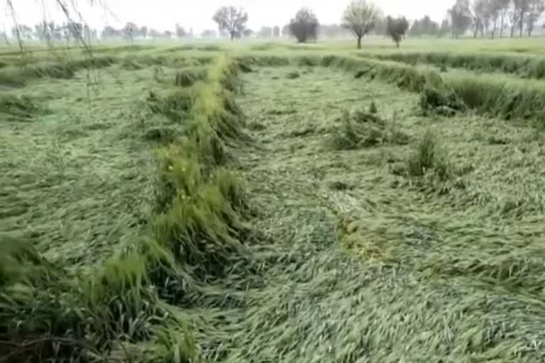 Wheat crop damaged due to rain in Sirsa