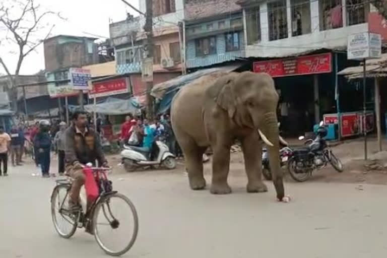 satgaon_panjabari_ELEPHANT_persecuation