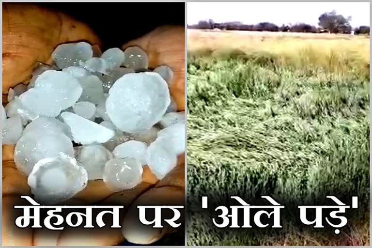 bhratpur news, भरतपुर ओलावृष्टि, rajasthan news, Bharatpur Hail