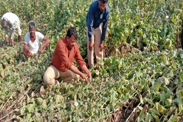 बारां में अफीम की फसल बर्बाद, बारां में अफीम की खेती Poppy crop wasted in Baran, Opium cultivation in Baran