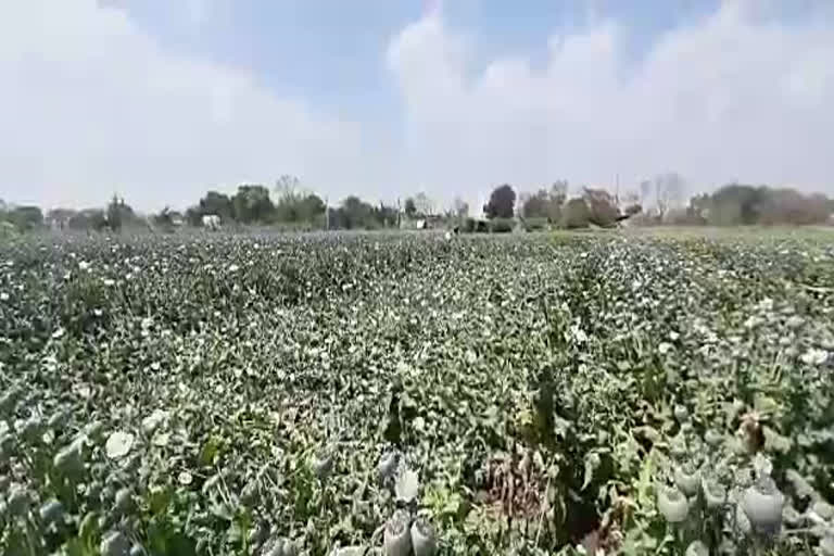 rajasthan news, farmers in Chittorgarh, Chittorgarh news, अफीम किसानों का हाल बेहाल, चित्तौड़गढ़ में बिगड़ा मौसम