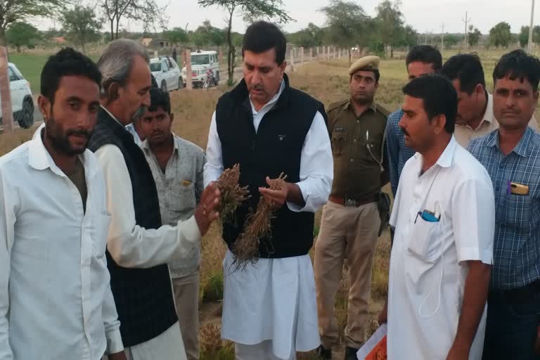 crop damage due to hailstorm, बाड़मेर न्यूज