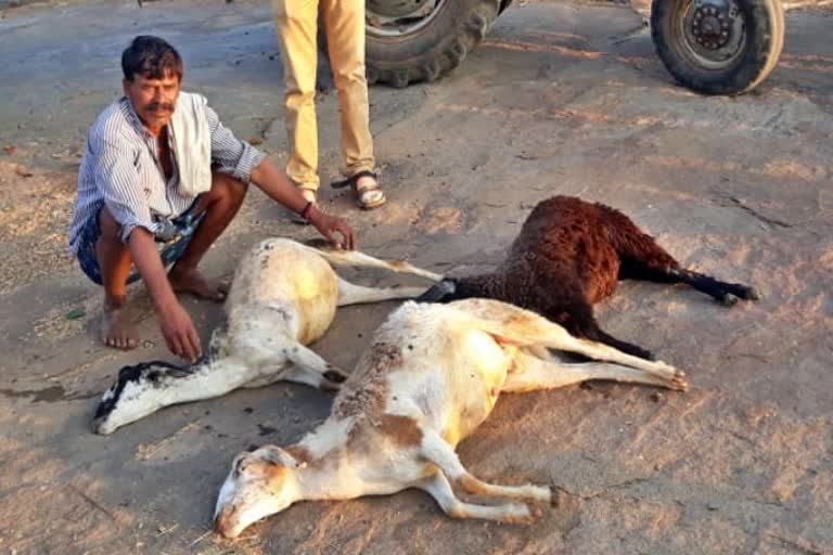 17 sheep died in tumkur