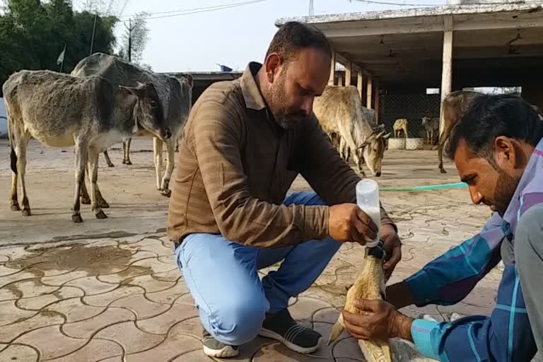 chhatarpur's paras dubey serving cows