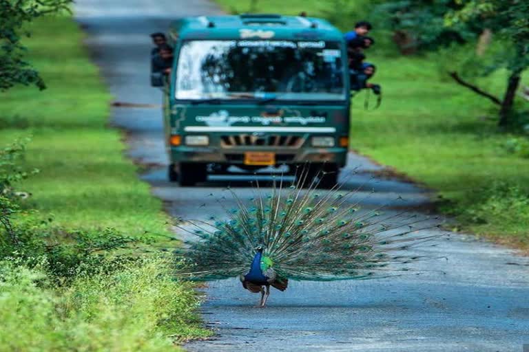 dammanakatte-safari-Center