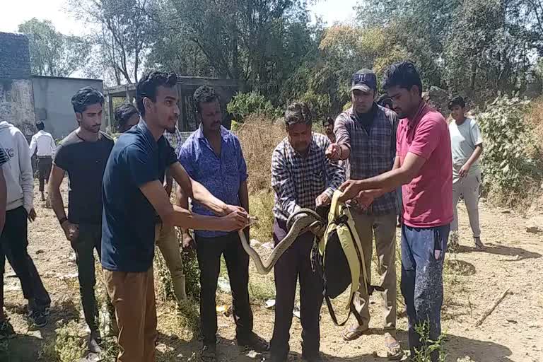 social-workers-rescued-the-injured-snake-trapped-in-the-drain-in-ratlam