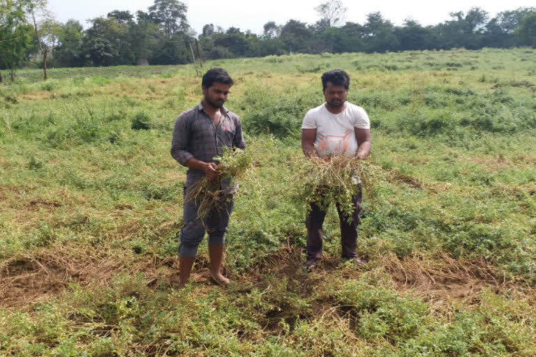 ETV India reached the farmers' accounts of hailstorm