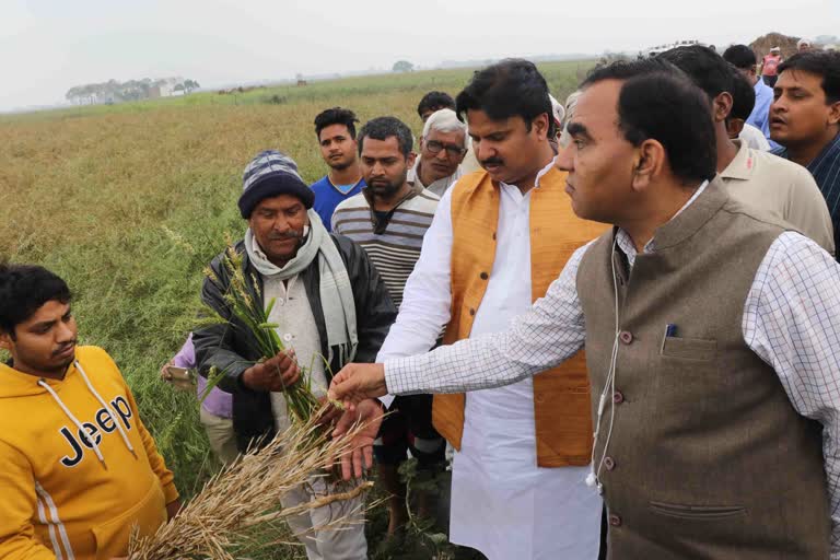 the-rain-and-hail-storm-plagued-the-farmers-crops-in-bhind