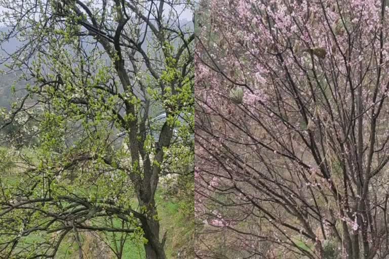 Damage to stone fruit in Karsog