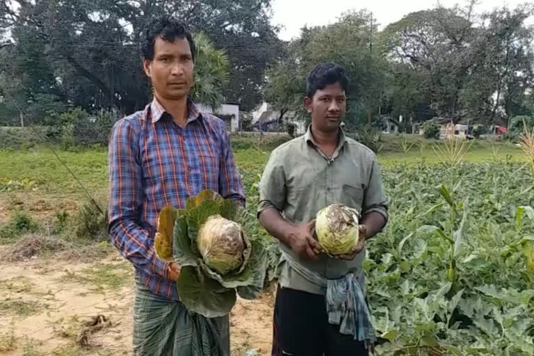 କାଳ ହେଲା ଅଦିନିଆ ବର୍ଷା; ପନିପରିବା ନଷ୍ଟ