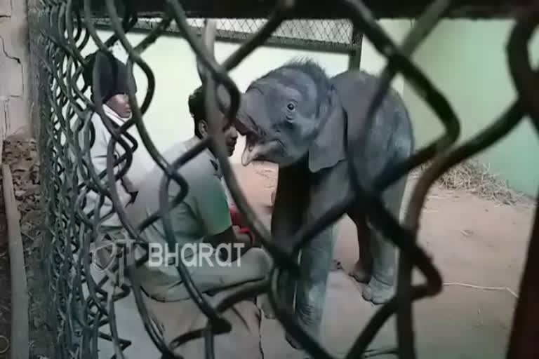 Forest officials' attempt to leave a baby elephant in the woods