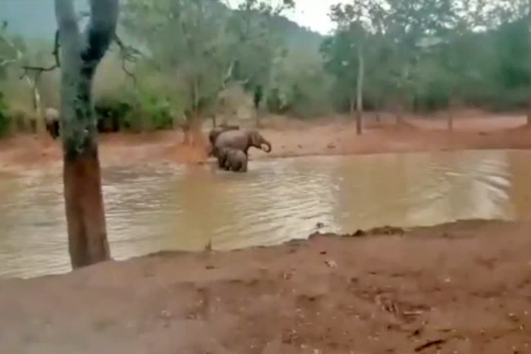 forest elephants in search of water