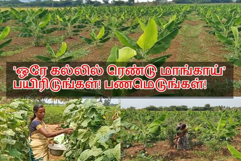 Kalukkurichi farmer Panchalai is a highly profitable