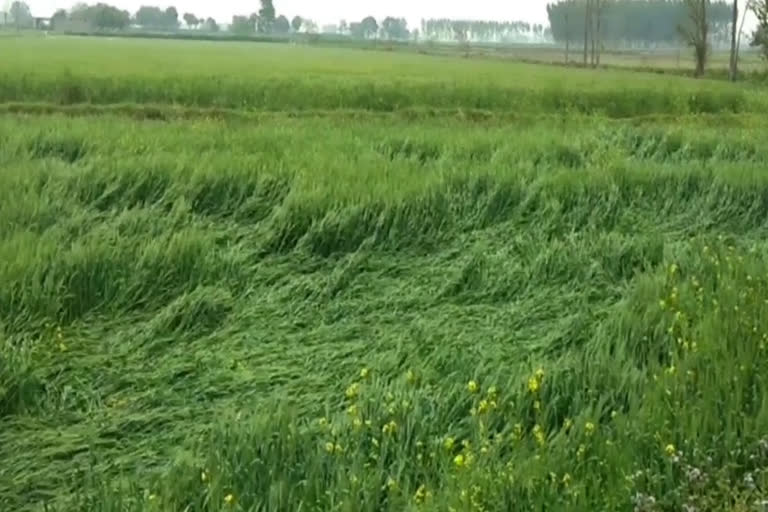 crop spoiled due to rain in panipat