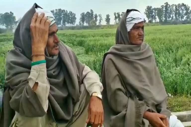 Heavy damage to crops due to rain and hail storm in karnal