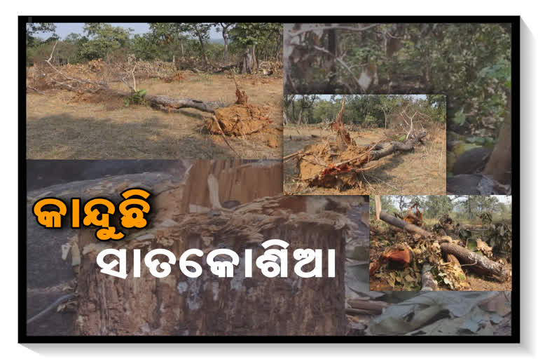 anugul satakosia forest tree cut