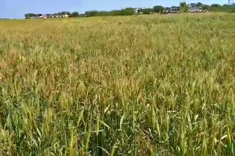 Wheat crop ready first in mardhi village nuh