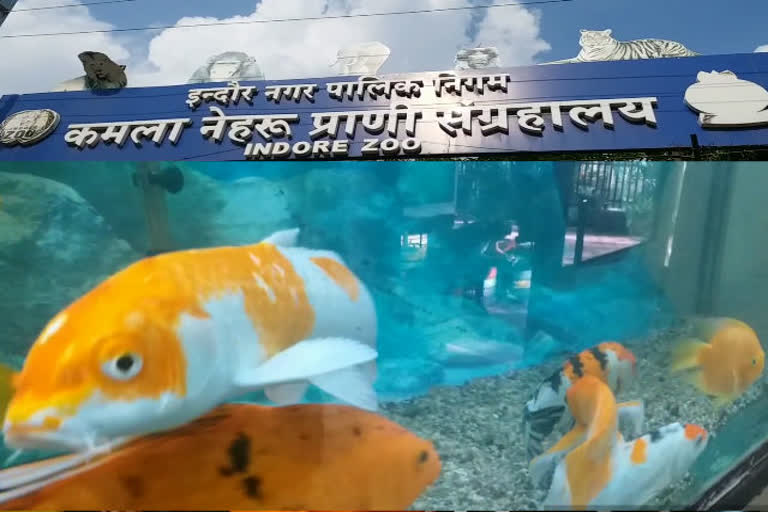 fish-aquarium-tunnel-in-kamla-nehru-zoological-museum-in-indore