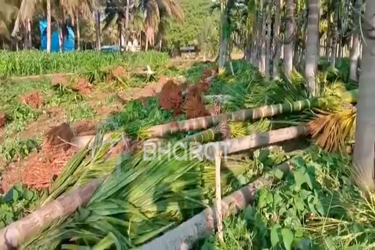 plantation Destroyed in Tumkur