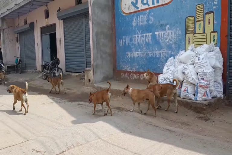 People upset due stray dogs in satana